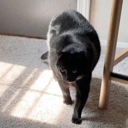 An adult small-sized female Black Domestic Short Hair cat named Delilah for adoption in Atlanta, GA