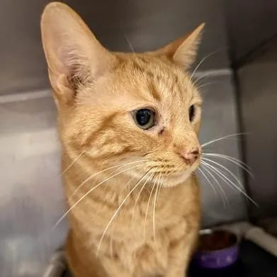 An adult large-sized male American Shorthair cat named Fluffy Guy for adoption in Danbury, CT