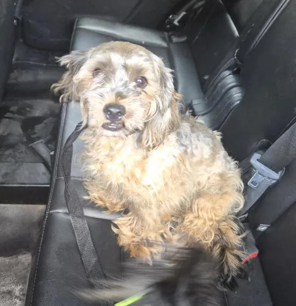 A young small-sized male Mixed Breed dog named Chou for adoption in New York, NY