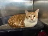An adult medium-sized male Tabby (Orange / Red) Domestic Short Hair cat named Leopold for adoption in Manitowoc, WI