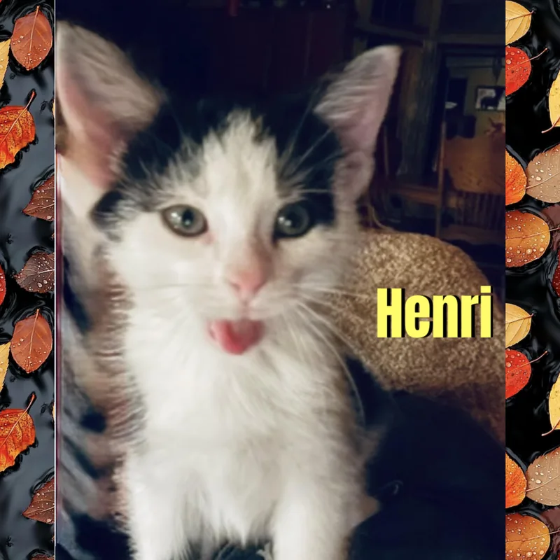 A baby medium-sized male Black & White / Tuxedo Domestic Short Hair cat named Henri for adoption in Red Lodge, MT