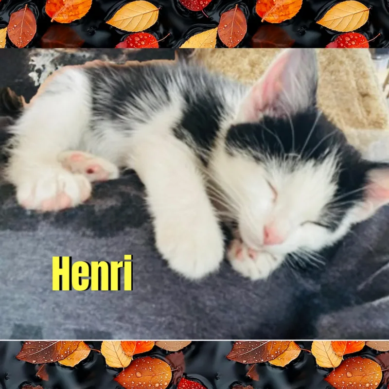 Henri thumbnail 2