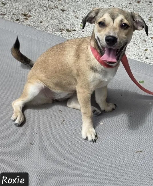 A young small-sized female Beagle dog named Roxie for adoption in Key Largo, FL