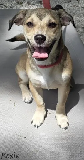 Roxie thumbnail 2