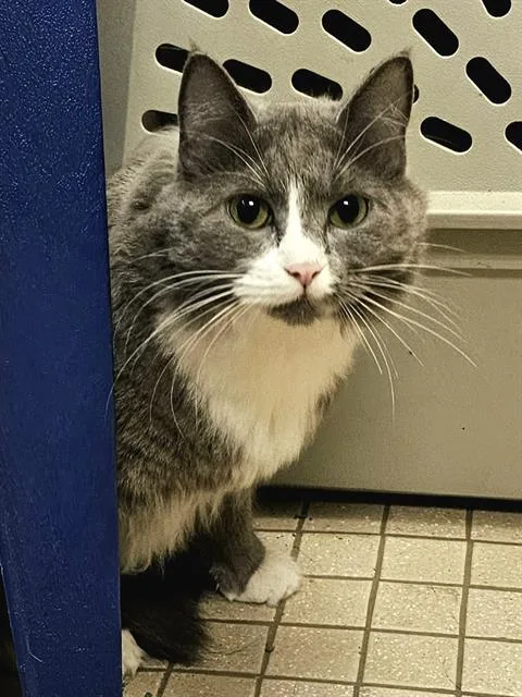 An adult large-sized female Gray / Blue / Silver Domestic Long Hair cat named Alloy for adoption in Clyde, NC
