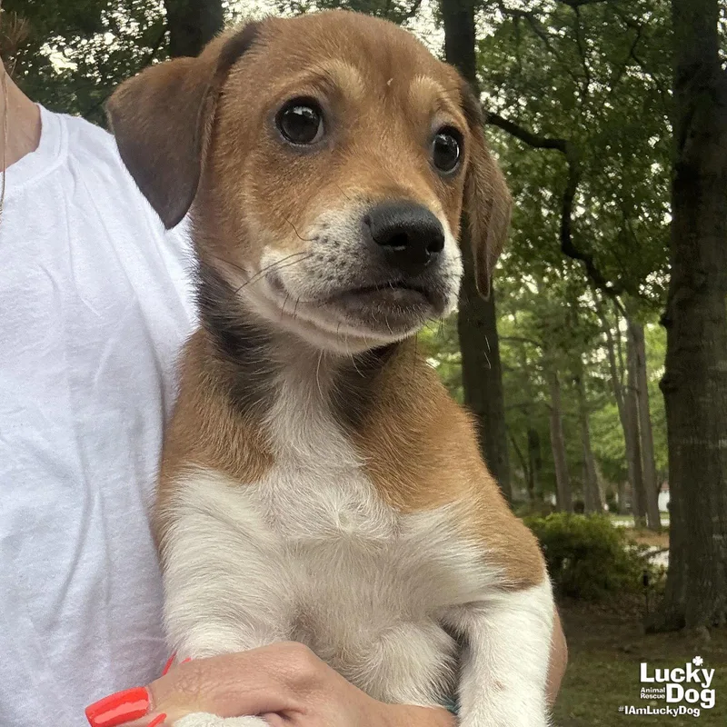 A baby medium-sized female Beagle dog named Callie for adoption in Washington, DC