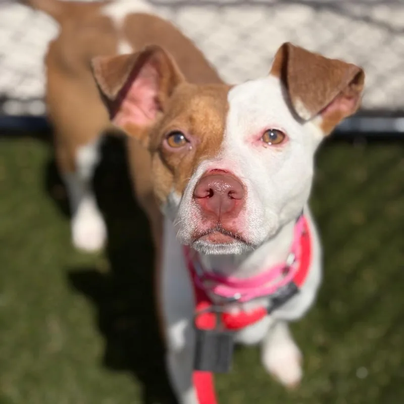 An adult medium-sized female Yellow / Tan / Blond / Fawn Mixed Breed dog named Cheesesteak for adoption in Philadelphia, PA