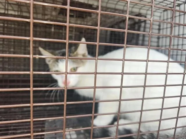 A young medium-sized female Domestic Short Hair cat named A for adoption in Houston, TX
