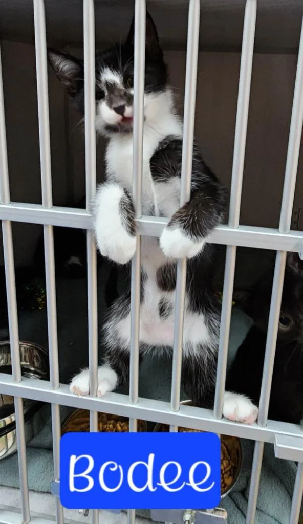 A young medium-sized male Domestic Short Hair cat named Bodee for adoption in Jim Thorpe, PA