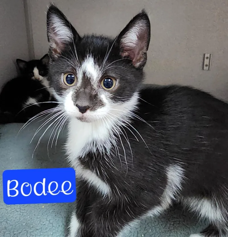 Bodee thumbnail 2