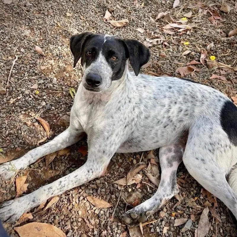 Nash