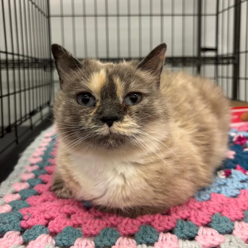A baby small-sized female Calico Domestic Long Hair cat named Diana for adoption in Inwood, WV