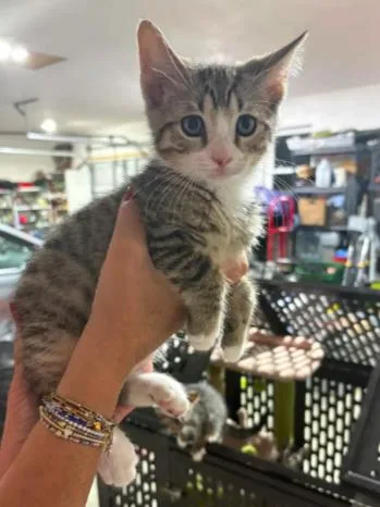 A baby medium-sized male Tabby (Gray / Blue / Silver) Domestic Short Hair cat named Graham for adoption in Lemoyne, PA
