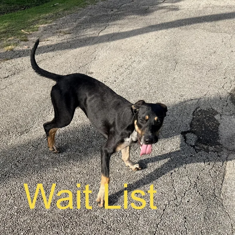 A baby medium-sized female Black Labrador Retriever dog named Esspresso for adoption in Livingston, TX