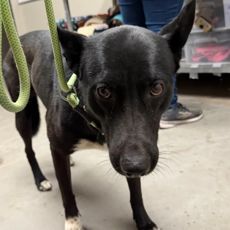 An adult large-sized male Black Labrador Retriever dog named Duck for adoption in Yuma, AZ