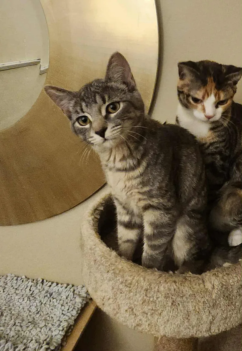 Zz__gabby_courtesy thumbnail 2