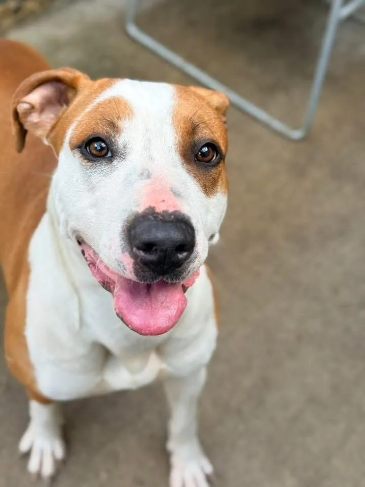 An adult medium-sized female White / Cream Pit Bull Terrier dog named Fruity Pebbles for adoption in Chicago, IL