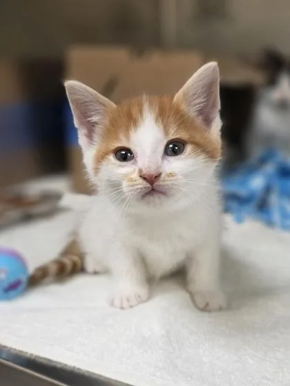 A baby small-sized male Domestic Short Hair cat named Sheetz for adoption in Westland, MI