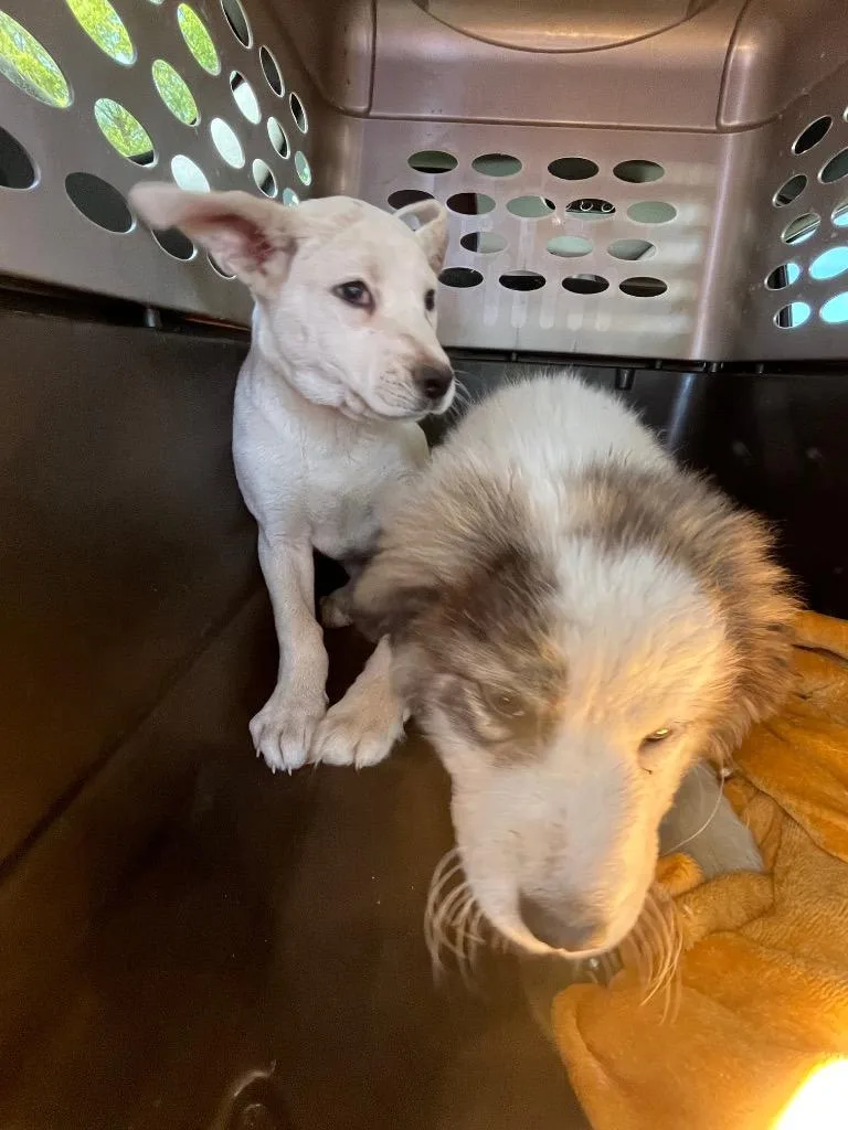 A baby medium-sized male Mixed Breed dog named Beast for adoption in Mount Gilead, NC