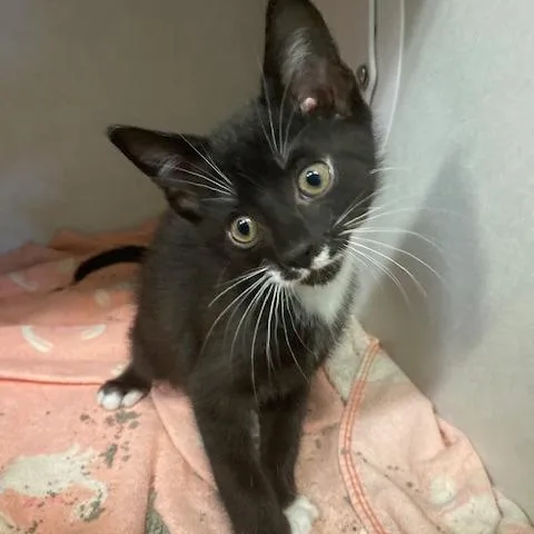 A baby small-sized male Black Domestic Short Hair cat named Tommy for adoption in Dayton, OH