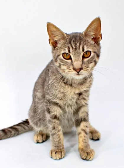 A baby small-sized male Domestic Short Hair cat named Casper for adoption in Morton Grove, IL