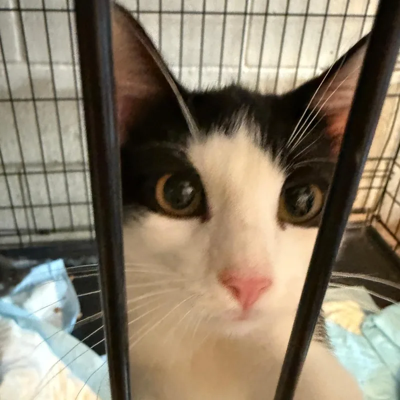 A baby medium-sized male Black Domestic Short Hair cat named Birch for adoption in Brighton, MO