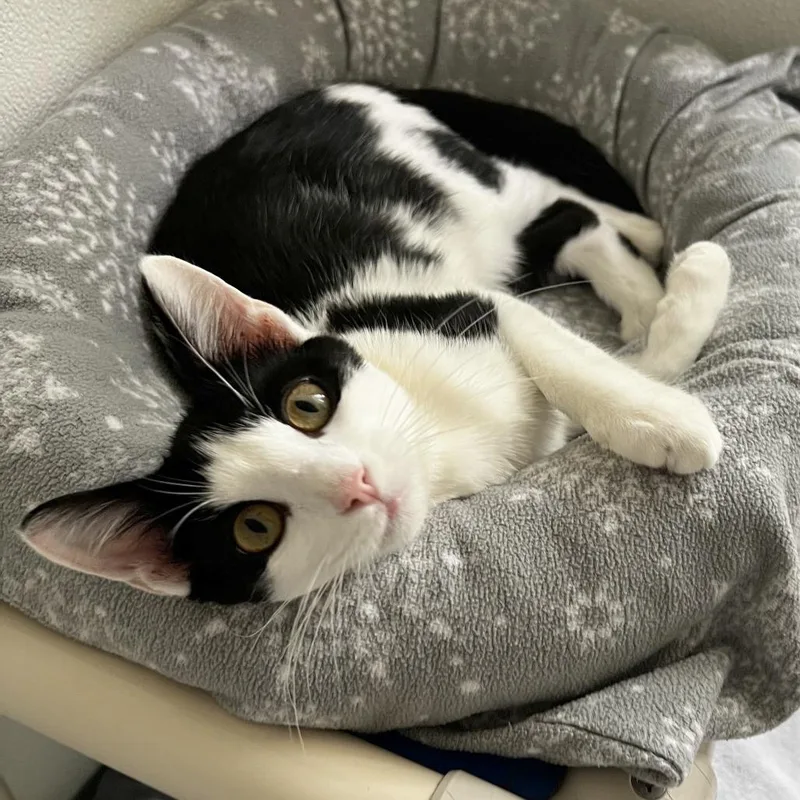 Birch thumbnail 2