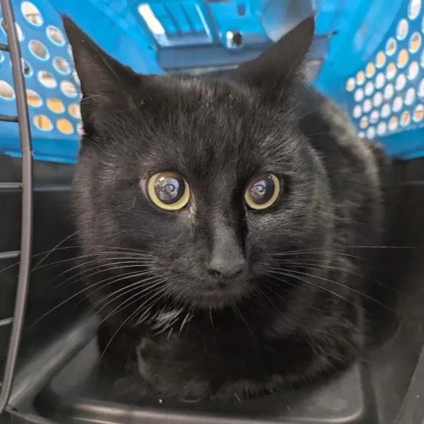 A young medium-sized male Domestic Short Hair cat named Hex for adoption in Des Moines, IA