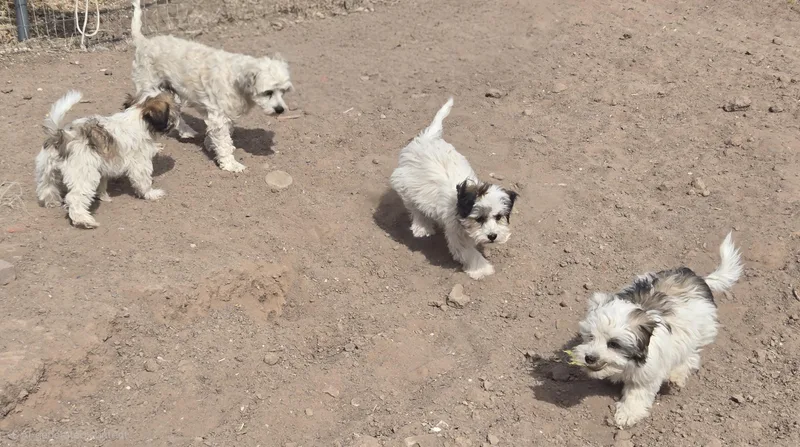A baby small-sized male White / Cream Poodle dog named Curio  Read Bio for adoption in Peralta, NM