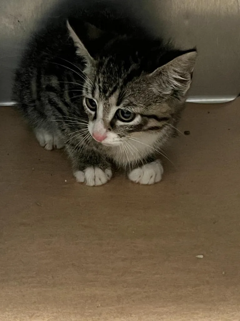 A young small-sized male Domestic Short Hair cat named Mike for adoption in Cartersville , GA