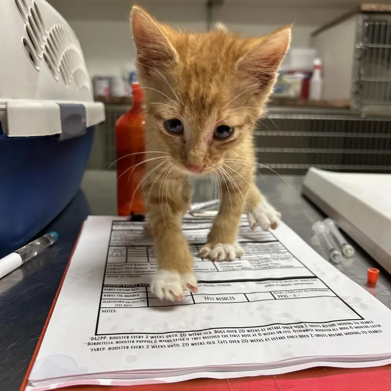 A baby small-sized male Orange / Red Domestic Short Hair cat named Mr. Meowie for adoption in Ottawa, KS