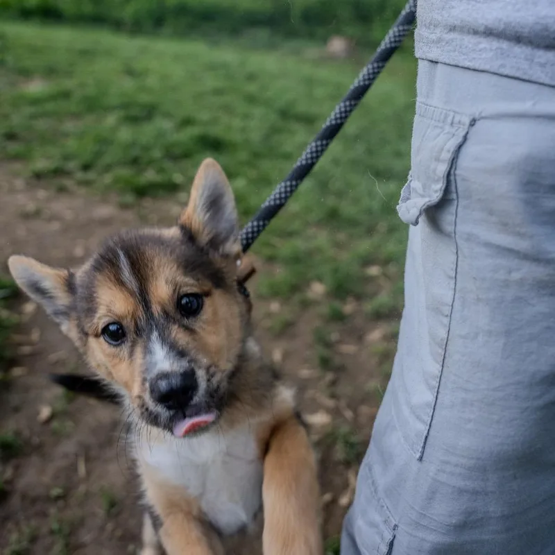 Shelby thumbnail 6