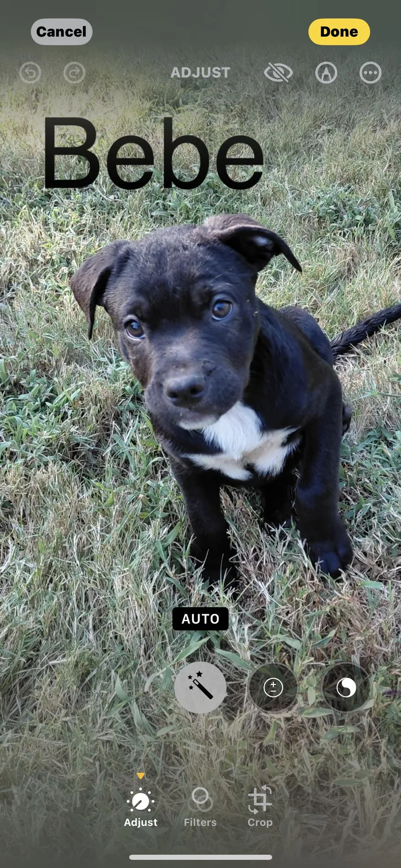 A young large-sized female Black American Staffordshire Terrier dog named Bebe for adoption in Texarkana, TX