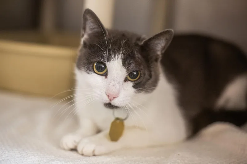A young medium-sized female Domestic Short Hair cat named Cleo for adoption in Mountain Home, AR