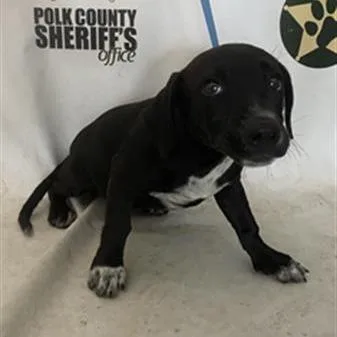 A baby medium-sized female Black Mixed Breed dog named Hershey for adoption in Concord, NH