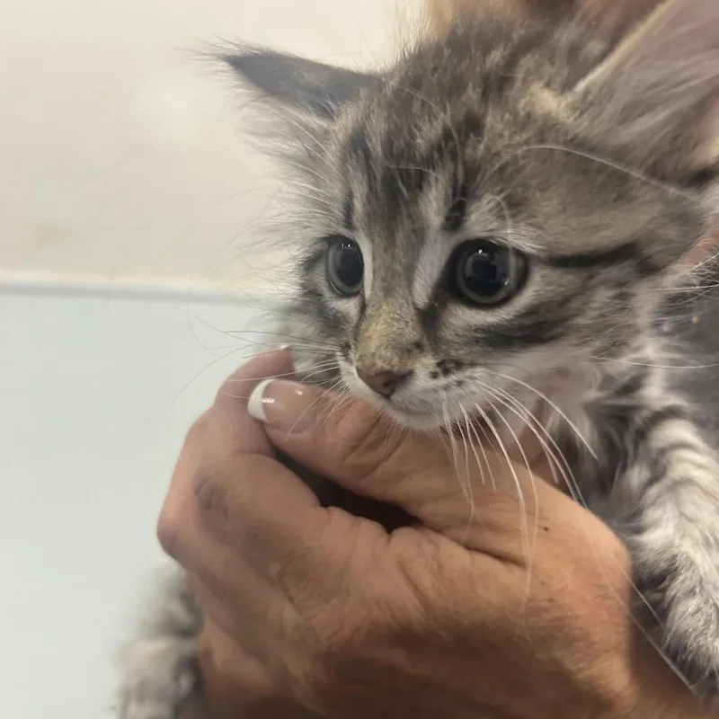 A baby small-sized female Gray / Blue / Silver Domestic Short Hair cat named Faygo for adoption in Park City, UT