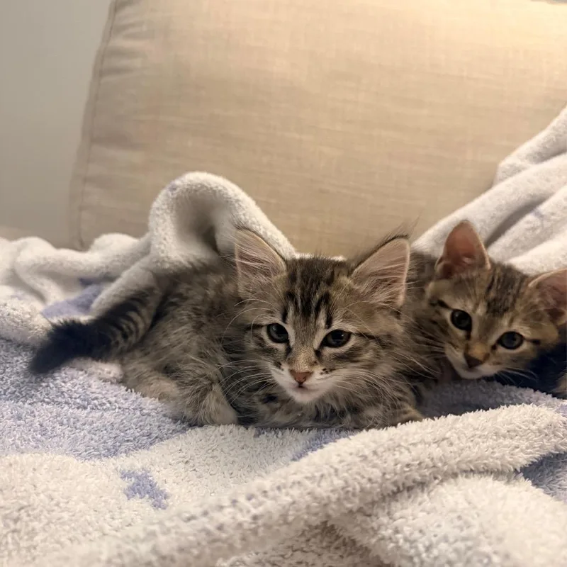 Faygo thumbnail 4