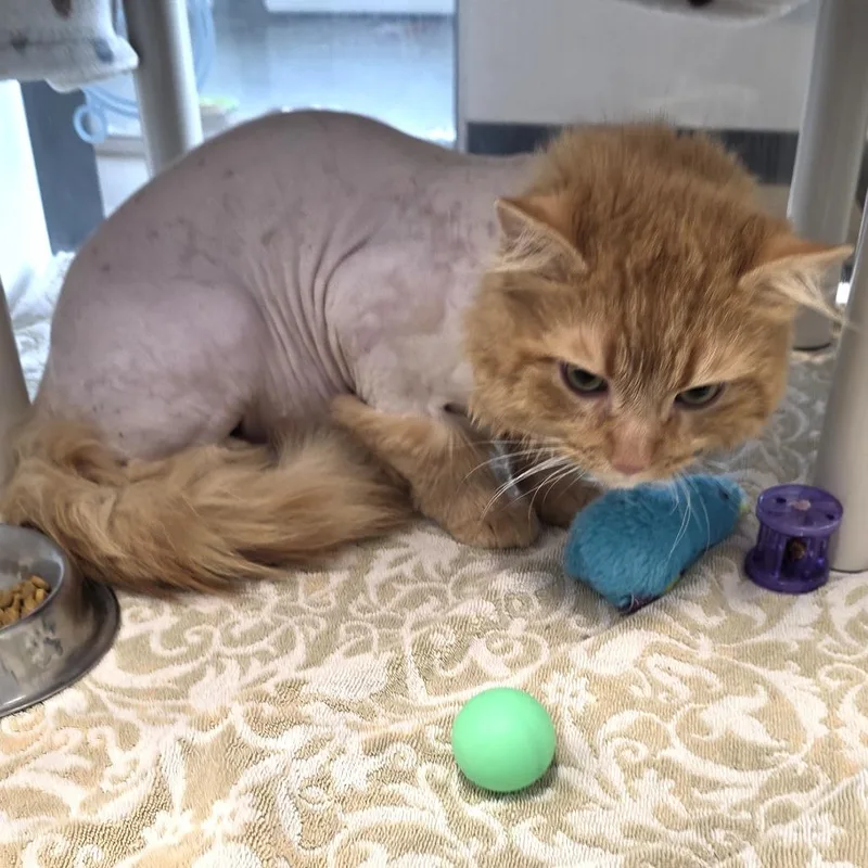 Frank Langdon thumbnail 2