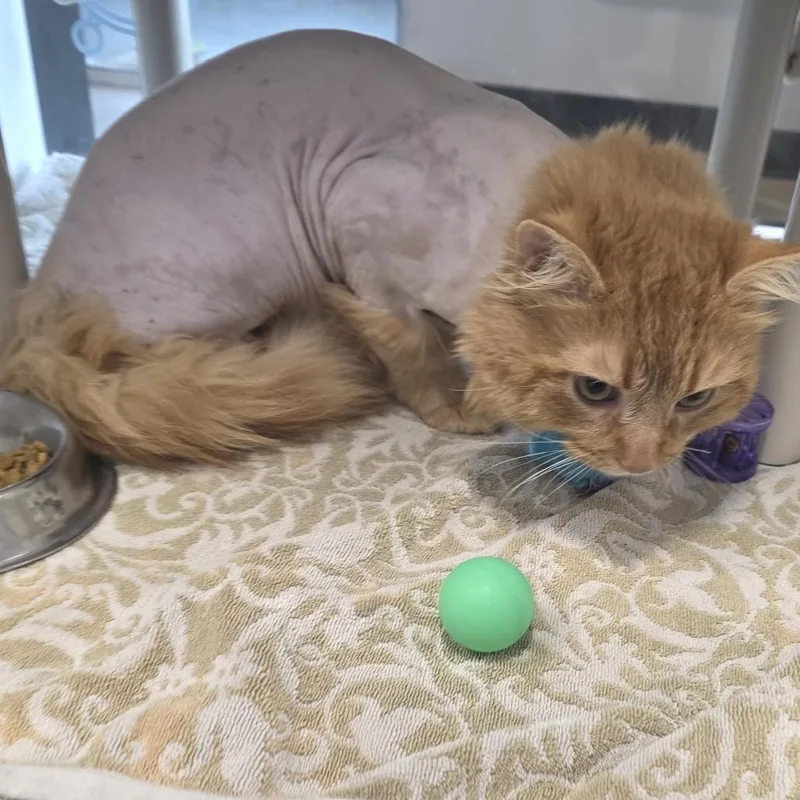 Frank Langdon thumbnail 3