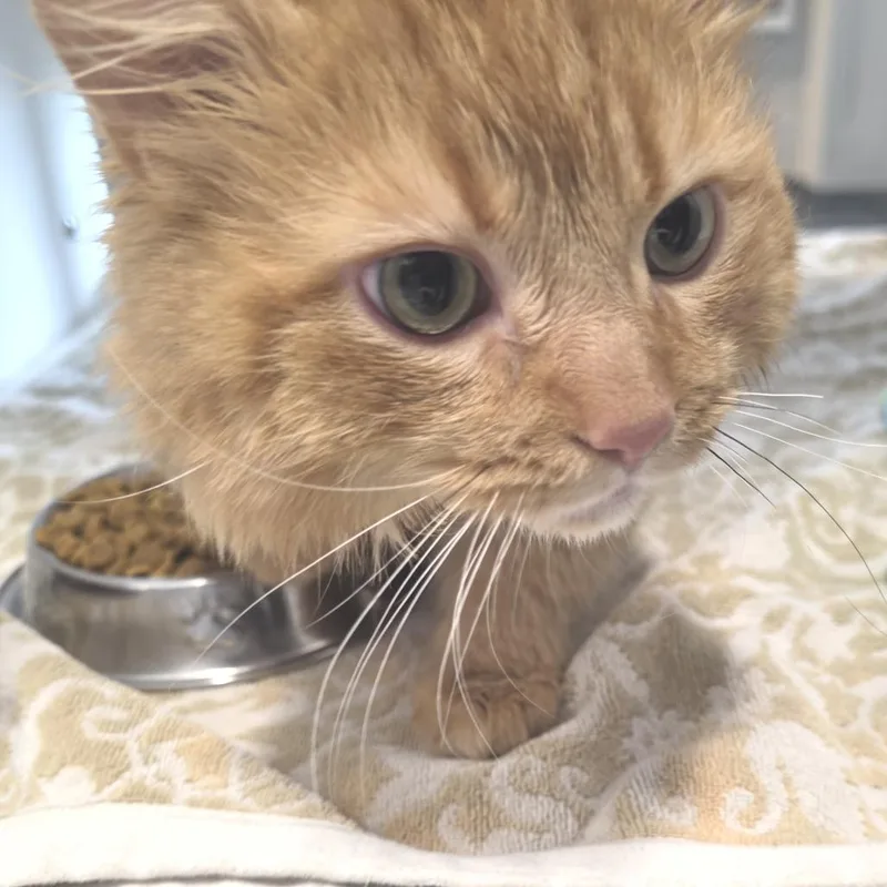 Frank Langdon thumbnail 4