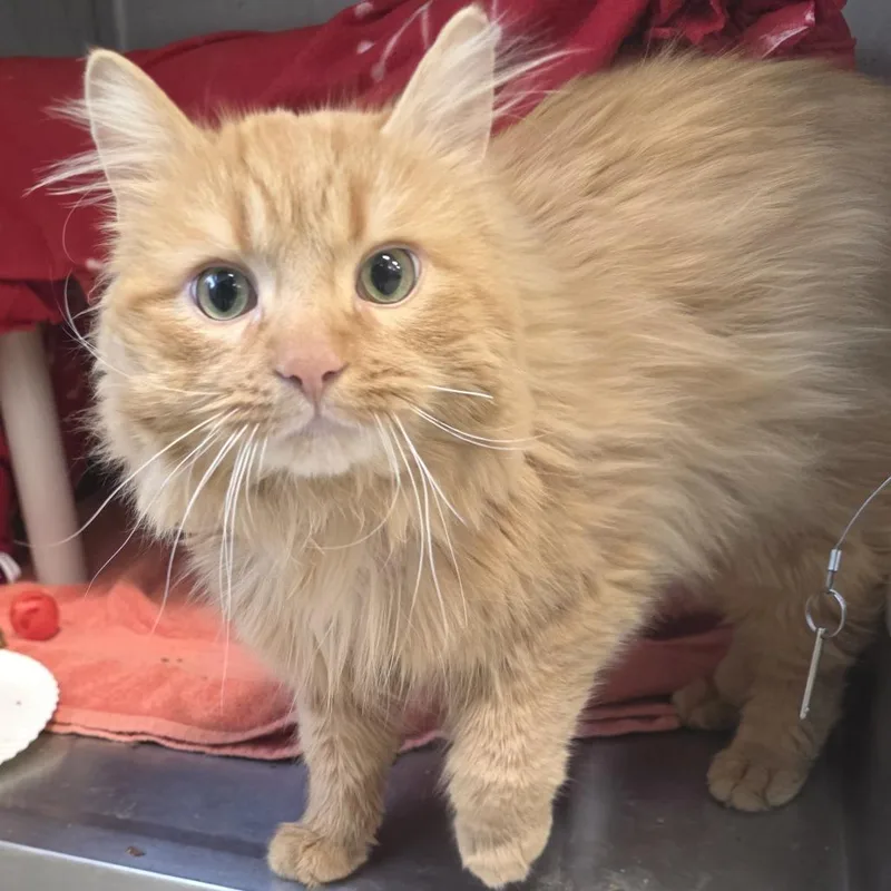 Frank Langdon thumbnail 5