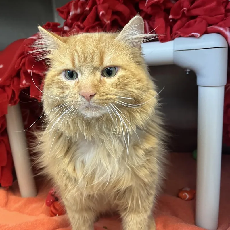 An adult large-sized male Orange / Red Domestic Long Hair cat named Frank Langdon for adoption in Fort Wayne, IN