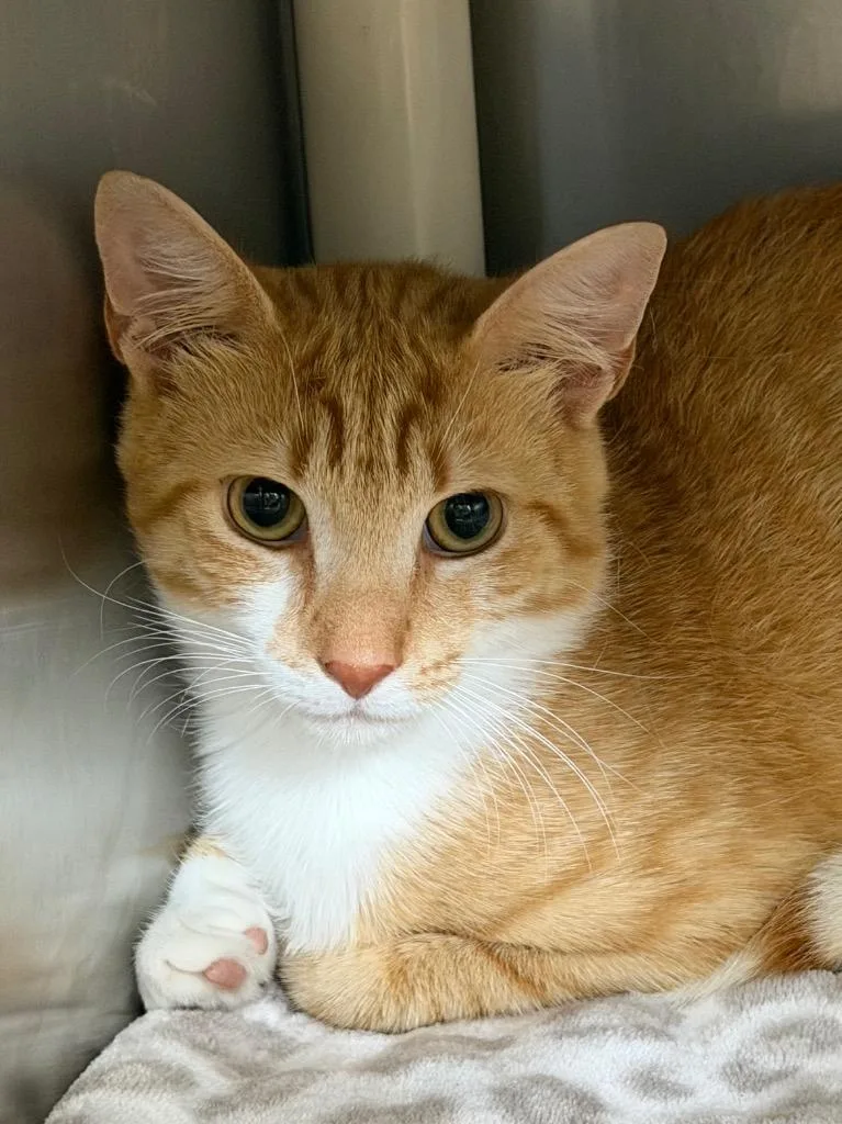 A young medium-sized male Domestic Short Hair cat named Sailor for adoption in Pomona, NY