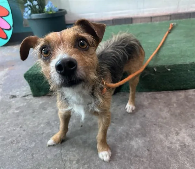 An adult medium-sized male Terrier dog named Zachary for adoption in Baldwin Park, CA
