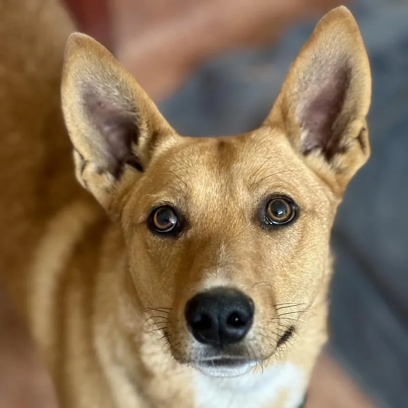 A young medium-sized male Apricot / Beige Mixed Breed dog named Bingo for adoption in Glenwood Springs, CO