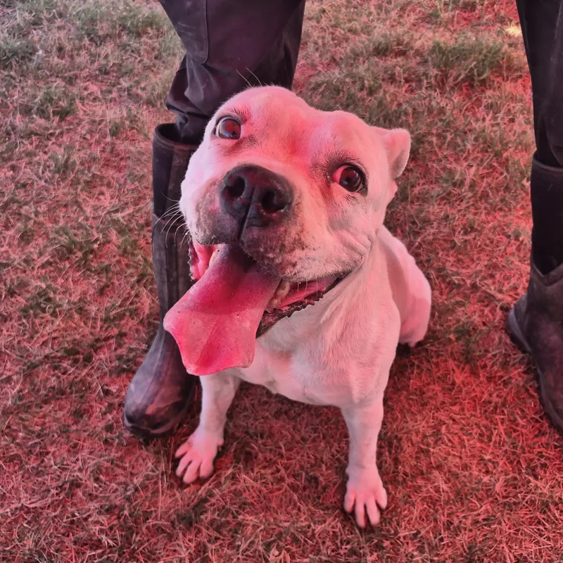An adult medium-sized female White / Cream Mixed Breed dog named Mini Pearl for adoption in Canyon, TX