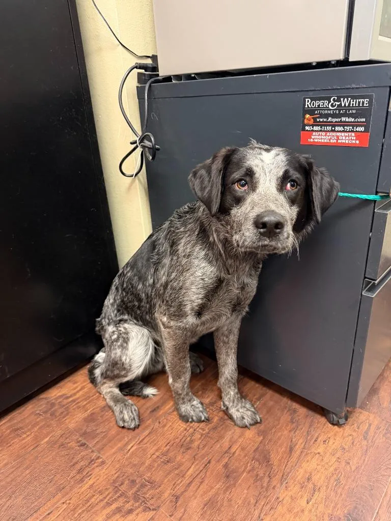 Dog Kennel  Rocky thumbnail 2