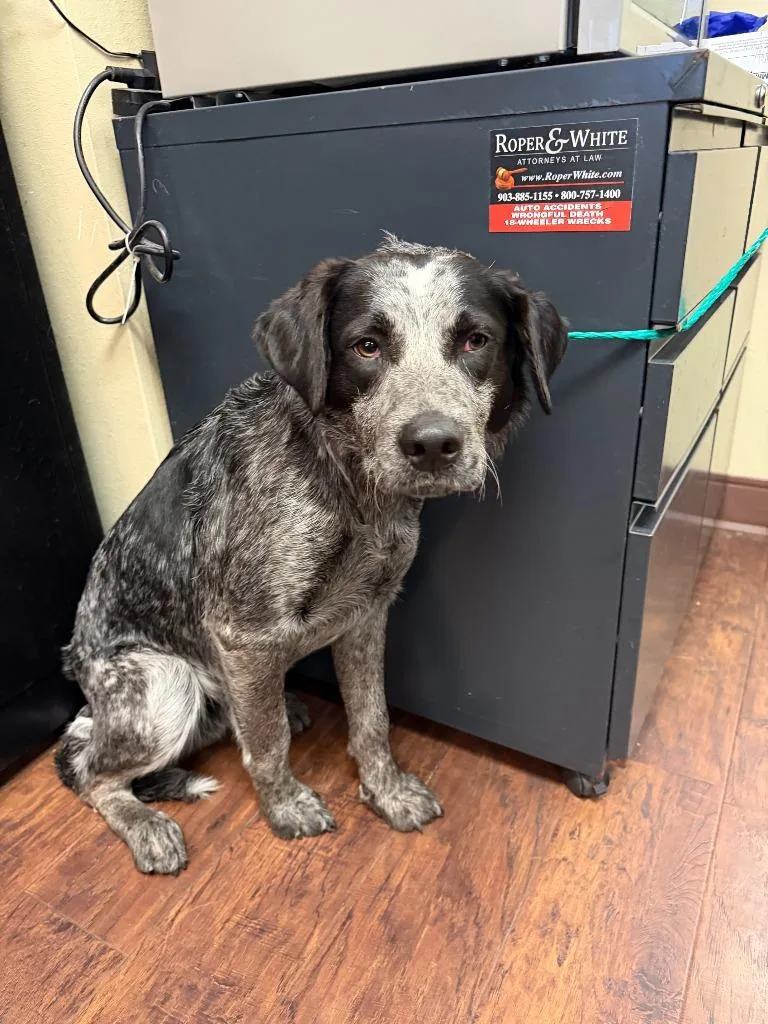 Dog Kennel  Rocky thumbnail 3