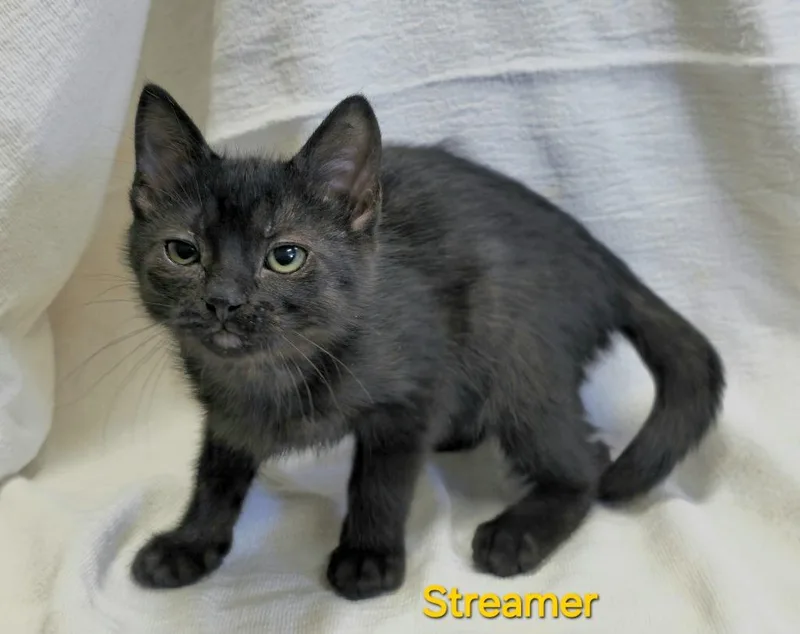 A baby medium-sized female Domestic Short Hair cat named Streamer for adoption in Cedar Rapids, IA