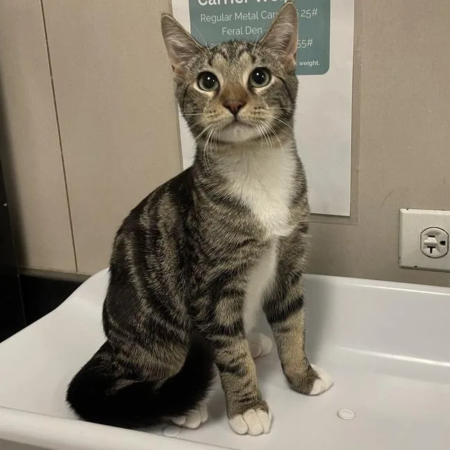 A young medium-sized male Brown / Chocolate Domestic Short Hair cat named Kross for adoption in Chicago, IL